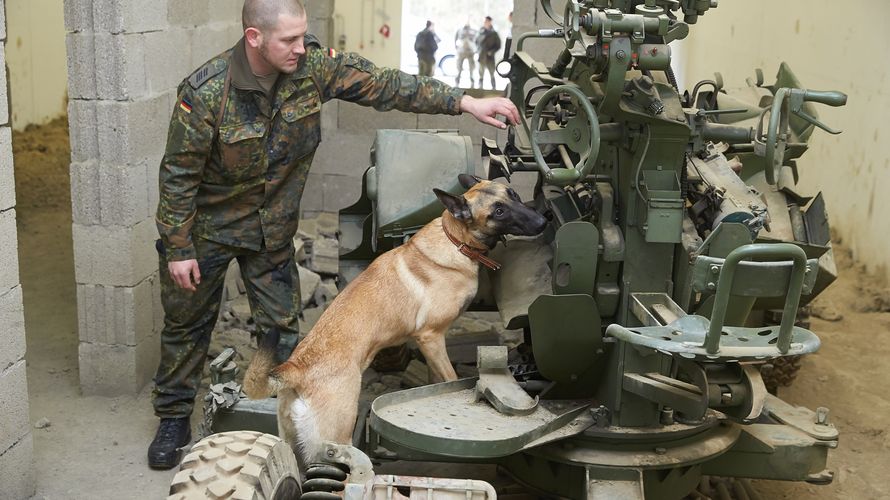 Ein Sprengstoffspürhund sucht an der Diensthundeschule der Bundeswehr in Ulmen ein in einem Bunker des ehemaligen Munitionsdepots errichtetes Szenario ab. Rund 300 Hunde hat die Bundeswehr weltweit im Einsatz Foto: dpa