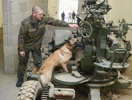 Ein Sprengstoffspürhund sucht an der Diensthundeschule der Bundeswehr in Ulmen ein in einem Bunker des ehemaligen Munitionsdepots errichtetes Szenario ab. Rund 300 Hunde hat die Bundeswehr weltweit im Einsatz Foto: dpa